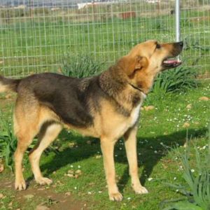 Μαρίκα – Marika