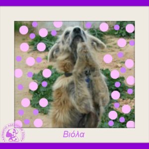 Βιόλα – Viola