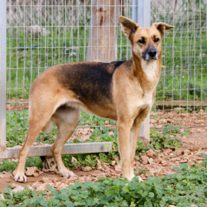 Νικόλ – Nicole