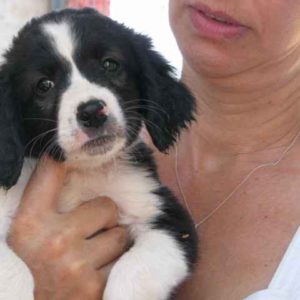 Λαγονησιωτάκια