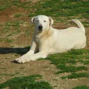 Ασπρούλα – Asproula- Καλό Ταξίδι R.I.P