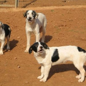 emma-nelson-anabella