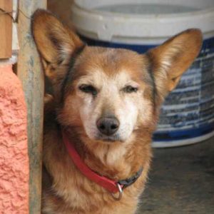 Μίτσι – Mitsi