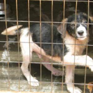 Δημητράκης – Dimitrakis