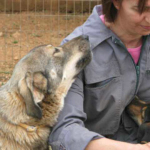 Φαρίνα – Farina