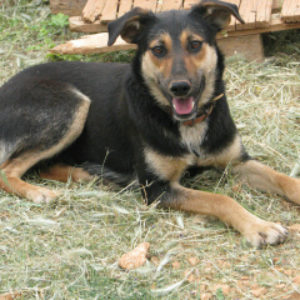 Ρούκελε – Ruckele