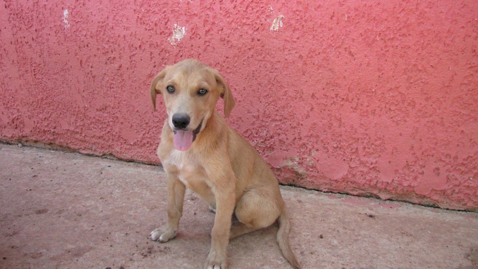 Read more about the article Λούσιος