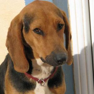 Ντιάνα – Dianna