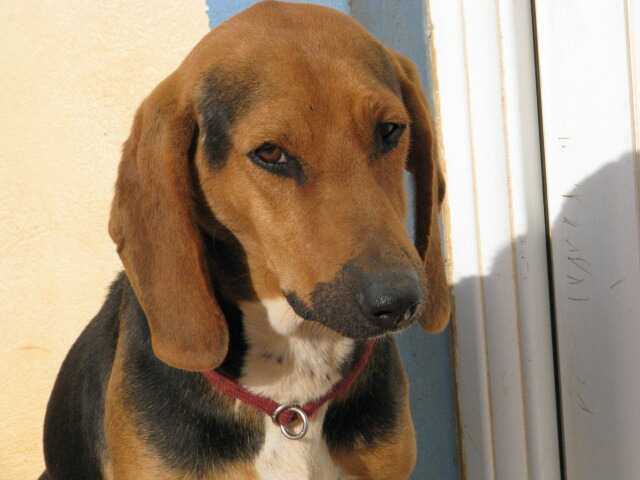 Read more about the article Ντιάνα – Dianna