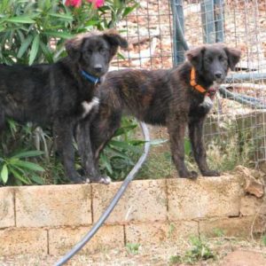 Ρένα & Μίνα – Rena & Mina