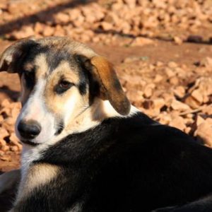 Χέιζελνατ – Hazelnut