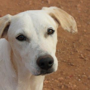 Μπελίσι – Belissi