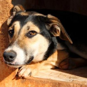 Κοράλ – Coral