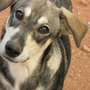 Καλίνκα – Kalinka