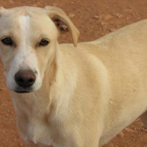 Σάντυ – Sandy