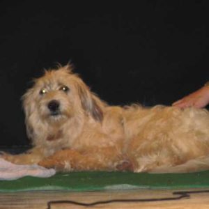 The 14th ICAWC in Greece