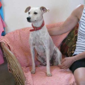 Σούγκαρ – Sugar