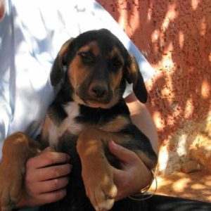 Καμίλ – Camile