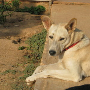 Τρέΐσι – Tracey