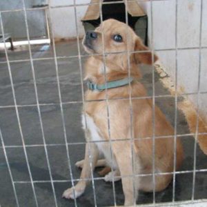 Νταγιάν – Dajan