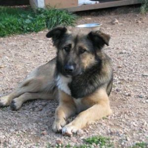 Γκρίζλυ – Grizly