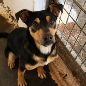 Σκούμπη – Scooby