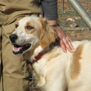 Ντάνσερ – Dancer