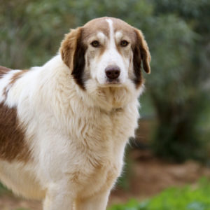 Δαλιδά – Delilah