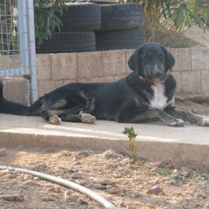 Νίκολας – Nicolas