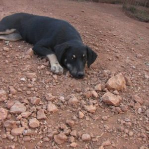 Aννίτα – Annita