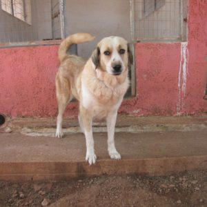 ‘Eλενα – Elena