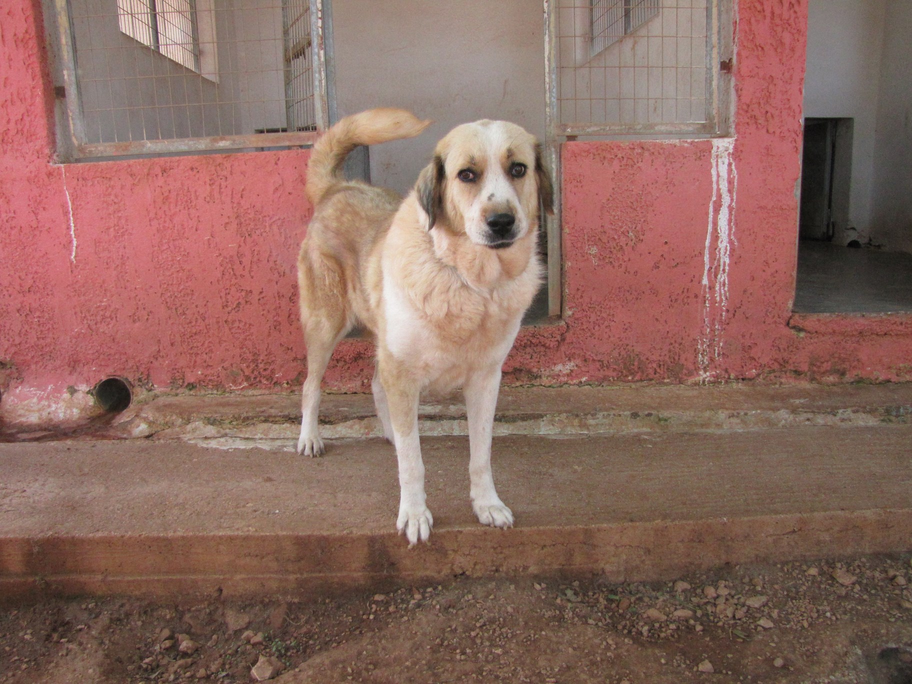 Read more about the article ‘Eλενα – Elena