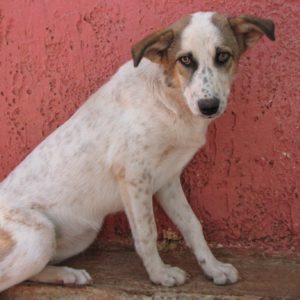 Μόνικα – Monica