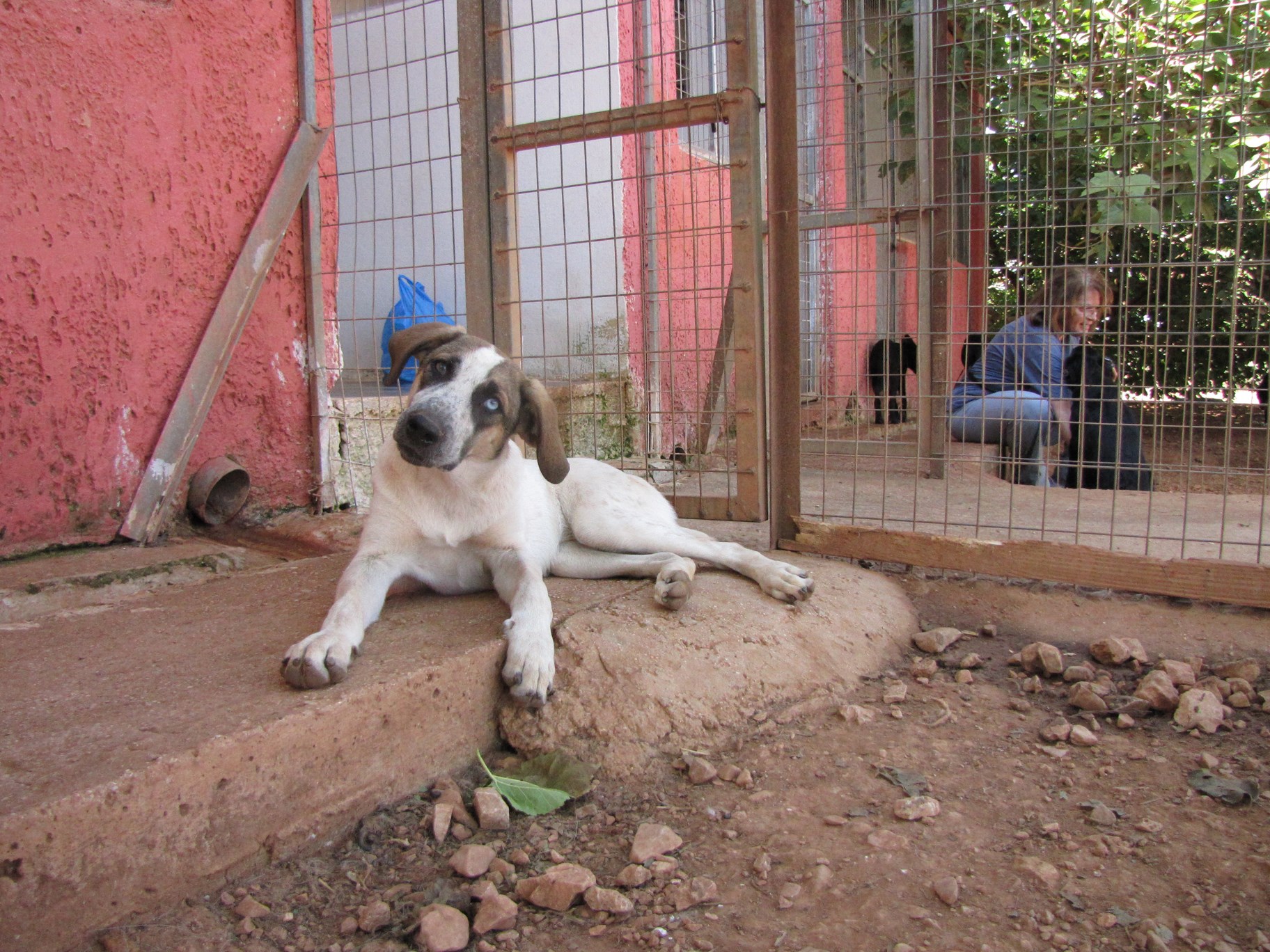 Read more about the article Pepsi