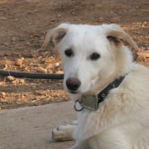 Πόλαρ – Polar