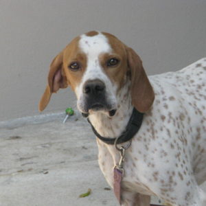 Μάξιμους – Maximus