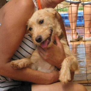 Μπονσάΐ – Bonzai