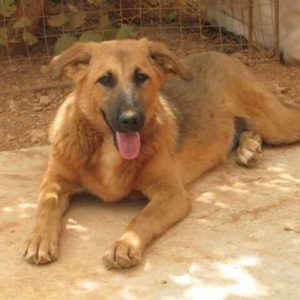 Τίμπερ – Timber