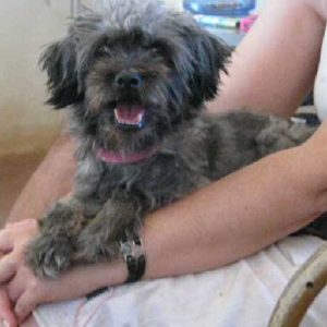 Σύλβια – Sylvia