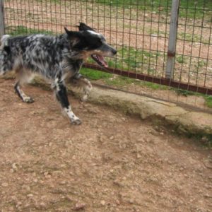 Ράστυ – Rusty