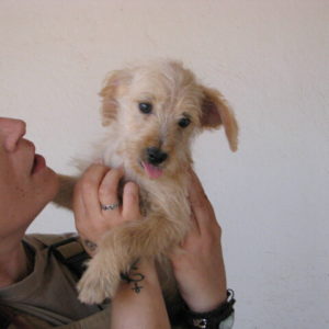 Φιλέας – Phileas