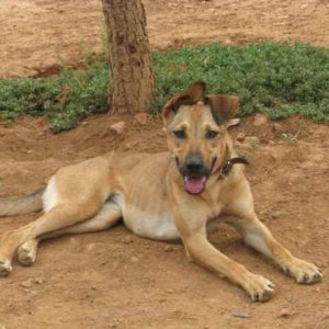 Σανγκρία – Sangria