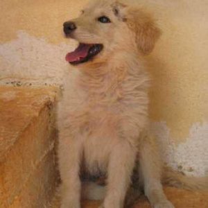 Μπέΐλυ – Bailey