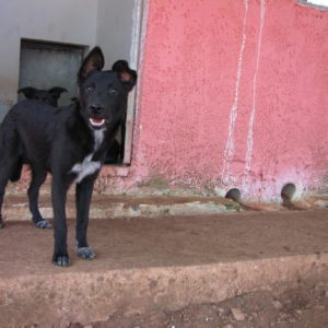 Ημίαιμα Βέλγικα –  Half blood Belgian Shepherds