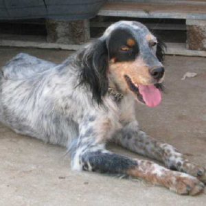 Πικάσο – Picasso