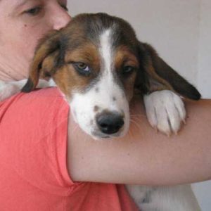 Σούκι – Sookie