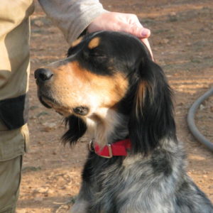 Γκουέν – Gwen