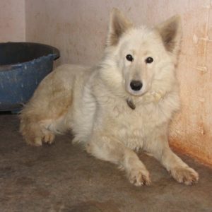 Ρέινα – Reina