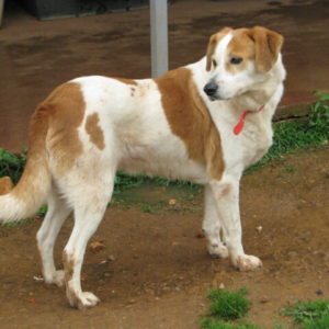 Καμέο – Cameo