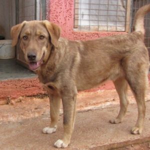 Μακιάτο – Macchiato